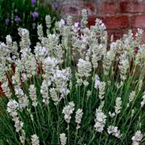 Lavendel 'Blue Mountain White'. - Blomsterverden